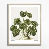 Best inny Obraz MONSTERA EGZOTIC PLANT 40x50 cm